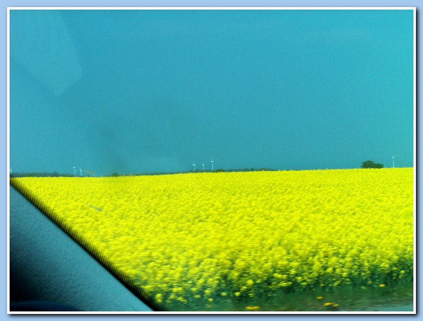 Rapeseed Fields / Rapsfelder